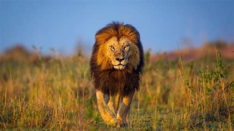 Animal Lion Hd Wallpapers Wallpaper Cave