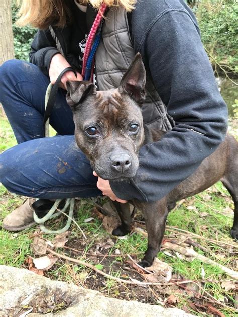 suzy  year  female patterdale terrier cross staffordshire bull terrier dog  adoption