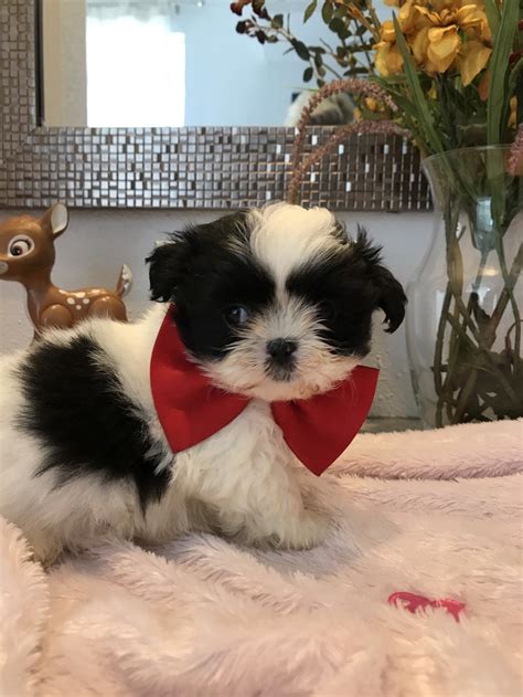 How much do shitzu puppies for sale in florida cost? Shih Tzu Puppies For Sale | Belleview, FL #218231