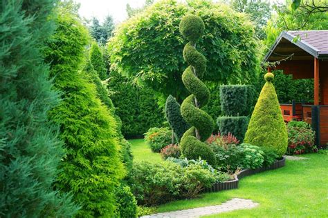 Wie bereits erwähnt, sollte man bereits bei jungen thujen mit. Thuja in Form schneiden - Alles rund um Zeitpunkt ...