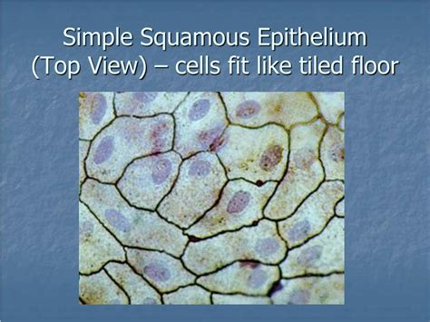 Ppt Tissues Introduction Epithelial Tissue