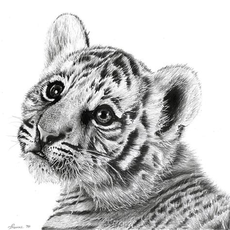 Tiger Cub Painting By Thomaz Cauchi Fine Art America