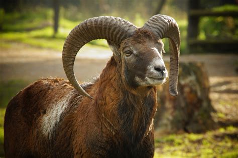 Mouflon Wild Sheep Sheep Horns Free Stock Photo Public Domain Pictures
