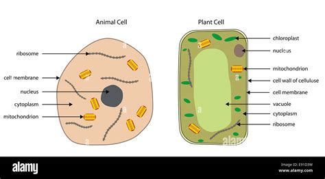 Labeled Diagrams Of Typical Animal And Plant Cells With Editable Layers