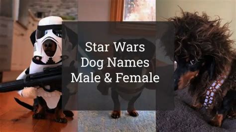 9 Best Star Wars Dog Names Male And Female Of 2024