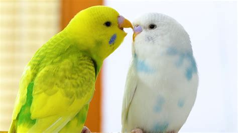 Budgie Sounds For Lonely Budgies Youtube