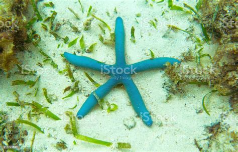 Blue Starfish On Tropical Sea Bottom Underwater Landscape With Pink