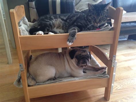 Can A Dog And A Cat Be Bunk Bed Mates Seems So Ikea Hackers Ikea