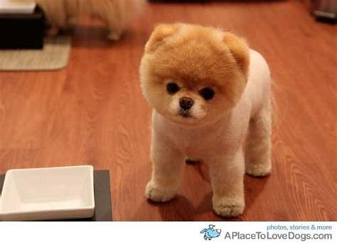 Zwergspitz pomeranian boo junge rassehunde. Wo kann man Pomeranian Puppy Boo's kaufen? (Hund, Welpen ...