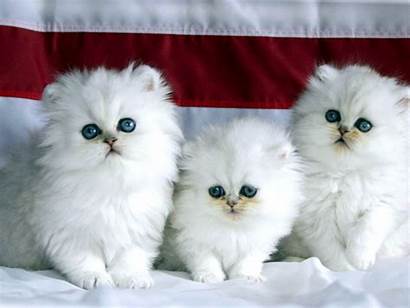 Persian Cat Desktop Cats Wallpapers Kittens Background