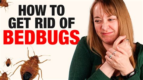 How To Spot Bed Bugs And How To Get Rid Of Them