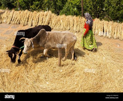 Old Indian Woman Grinding Wheat Sprouts With The Aid Of Two Cows Kala Agar Village Kumaon