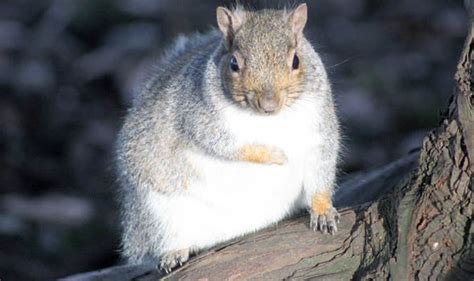 Chubby Animals Spotted In Gloucestershire Raise Questions
