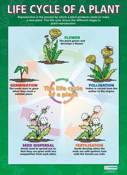 12 Sexy Ways To Improve Your Plant Life Cycle Activities For 5th Grade