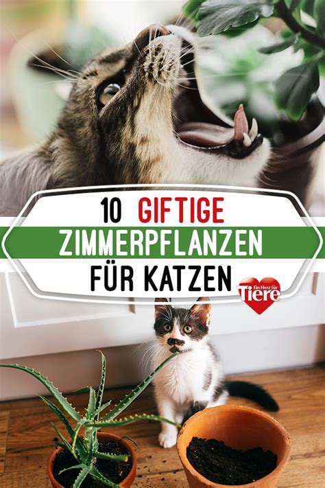 Die menge, die eine katze zu sich nimmt, entscheidet letztendlich ob es zu einer vergiftung führt, oder nicht. Vorsicht: Diese beliebten Zimmerpflanzen sind für Katzen ...