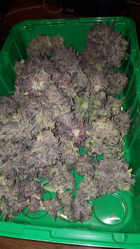 Purple Afghan Kush Buy Purple Afghan Kush Feminized Cannabis Seeds