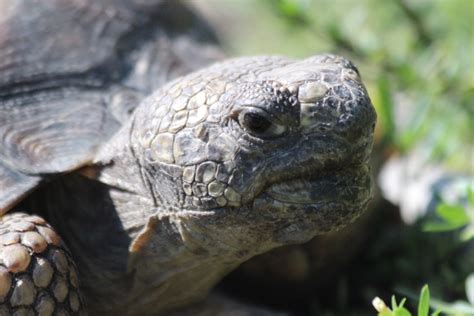 Gopher Tortoises On The Van Fleet State Trail Florida State Parks