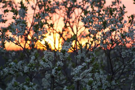 Free Images Landscape Tree Branch Blossom Sunset White Sunlight