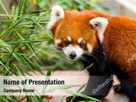 Cute Red Panda Powerpoint Template Cute Red Panda Powerpoint Background