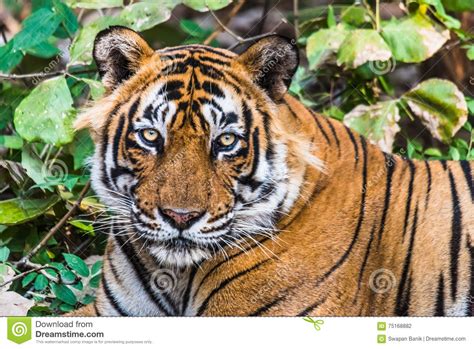 Headshot Of Royal Bengal Tiger Named Ustaad Stock Photo Image Of