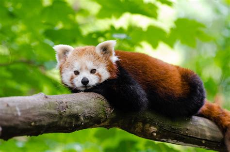 Un Adorable Panda Rojo De Hermosos Colores Imágenes