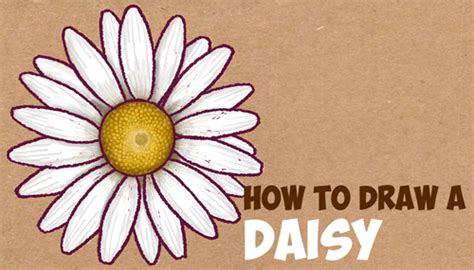 How To Draw A Daisy Flower Daisies In Easy Step By Step Drawing