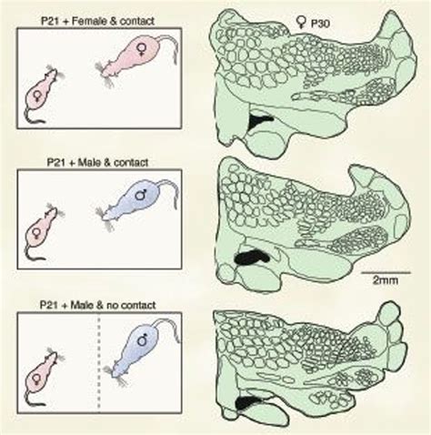 Prepuberty Sex Telegraph