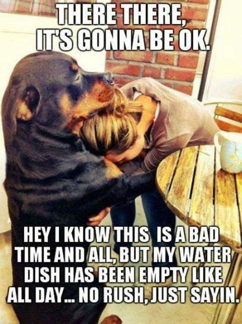 Its Gonna Be Ok Dog Meme Dogmemes With Images Funny Dogs Funny