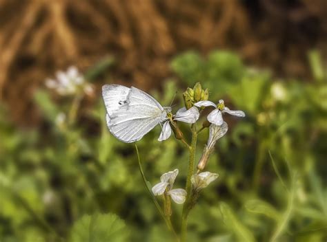 White Butterfly Insect Free Photo On Pixabay Pixabay