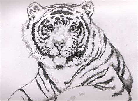 White Tiger Drawing White Tiger Drawing Tiger Drawing Bengal Tiger Tiger