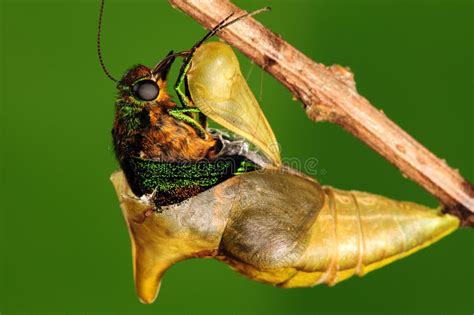 Pupa Of Butterfly Process Of Eclosion 48 Stock Photo Image Of Larva