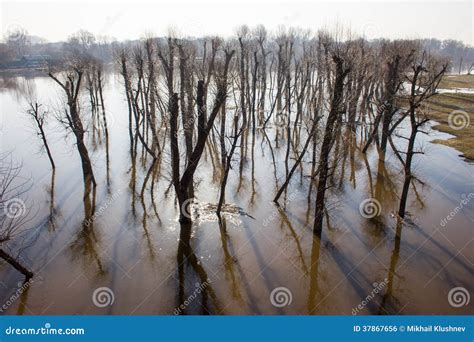 Trees Reflection On Water Stock Photo Image Of Landscape 37867656