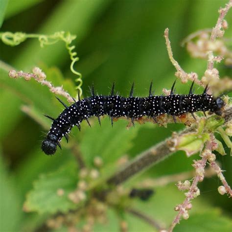 Black Caterpillars An Identification Guide To Common Species Owlcation