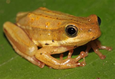 Using New Techniques To Track Kenyas Disappearing Amphibians