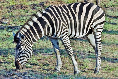 Plains Zebra Male Equus Quagga Sabi Sabi Game Reserve Flickr