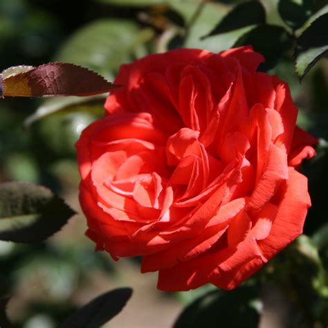 Heirloom Roses Tropicana Hybrid Tea Rose Bush Exceptionally