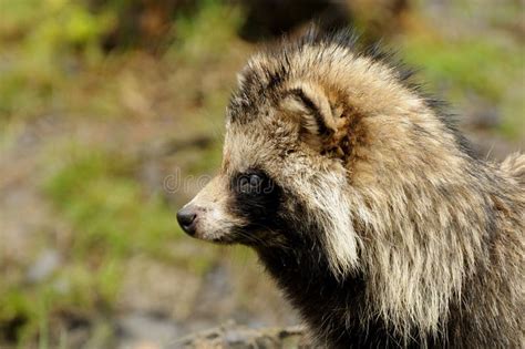 Raccoon Dog Nyctereutes Procyonoides Royalty Free Stock Images