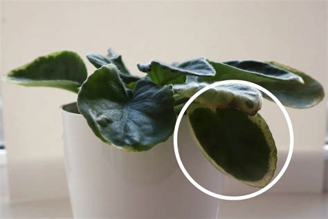Why Does My African Violet Have White Spots Causeshow To Fix