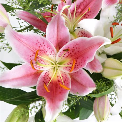 Oriental Flower Images Oriental Flower Arrangement Hd Format