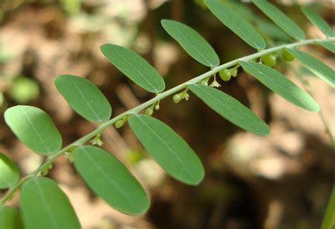 Phyllanthus Amarus Introduced Eflora Of India