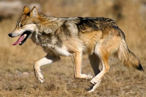 Mexikanischer Wolf Canis Lupus Baileyi Schöpfung