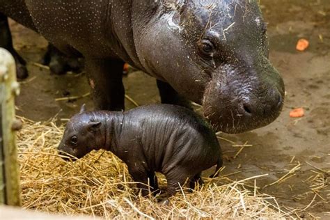 Tiny Hippo Goes For First Swim At Marwell Zoo Zooborns