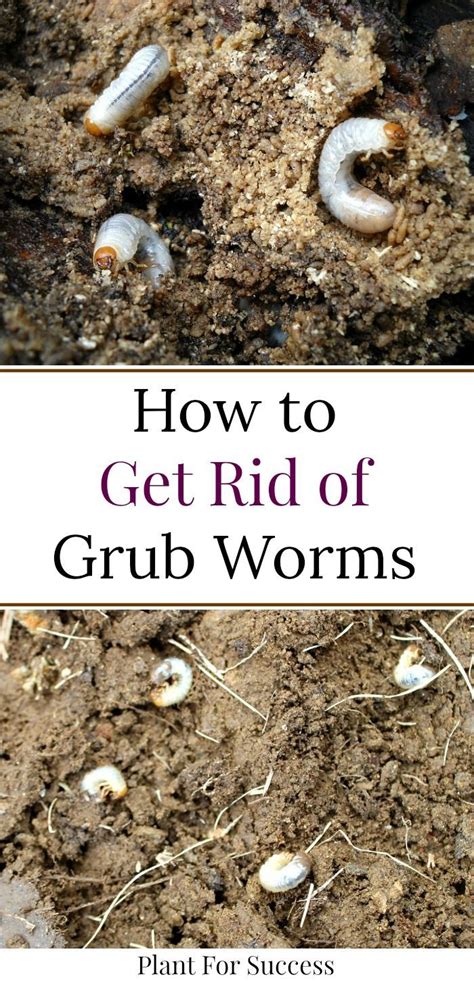 White Grubs Prevention And Treatment Grub Worms Garden Grubs Lawn