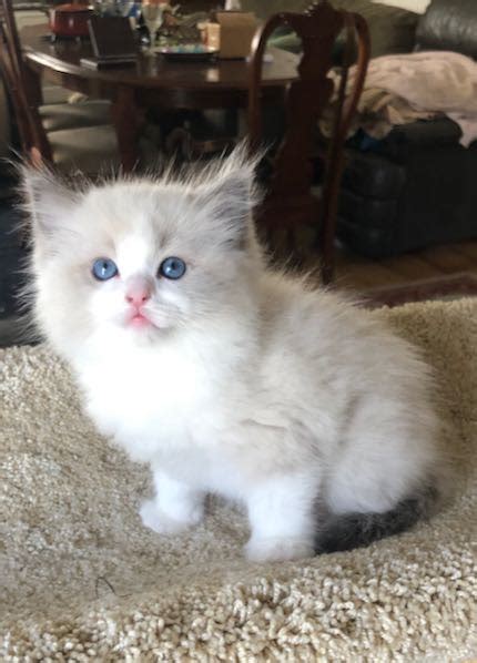 Ragdoll Cats And Kittens For Sale San Diego California