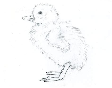 Realistic Duck Drawing At Getdrawings Free Download