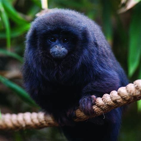 Frank The Titi Monkey Dudley Zoo And Castle