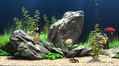 Fish Tank Screensaver Most Refreshing Free 3d Fish Tank Screensaver