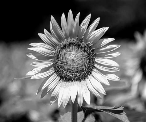 Black And White Sunflower Photograph By Austin Photography Pixels