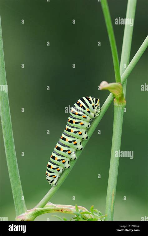 Old World swallowtailÕs caterpillar Stock Photo Alamy