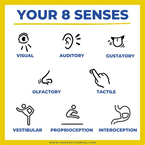 What Are The 8 Sensory Systems Your 8 Senses Explained And Next Comes L Hyperlexia Resources